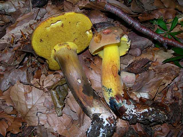 2005 :  Un anno di funghi